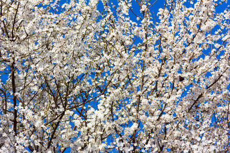 flowering fruit tree against the blue sky