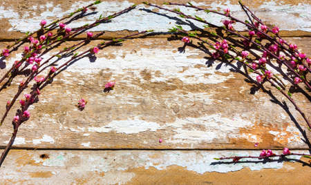 the blossoming branches of fruit trees on old textureの写真素材