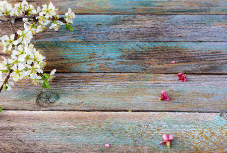 the blossoming branches of fruit trees on old textureの写真素材