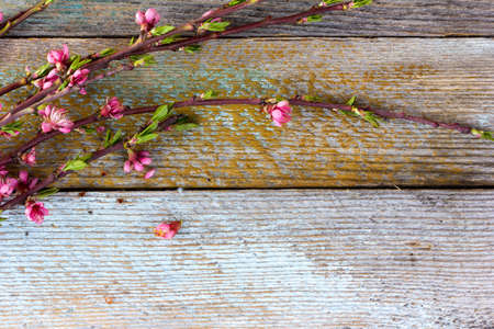 the blossoming branches of fruit trees on old textureの写真素材