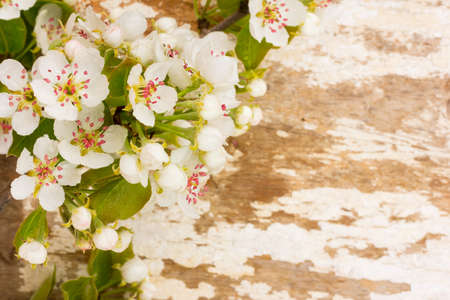 the blossoming branches of fruit trees on old textureの写真素材
