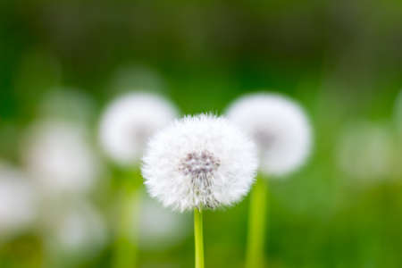 Fluffy flower dandelion in the spring afternoonの写真素材