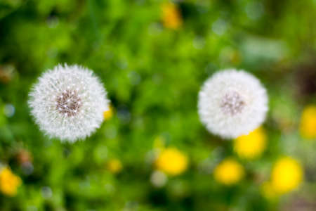 Fluffy flower dandelion in the spring afternoonの写真素材