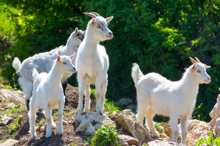 a small herd of young goatsの写真素材