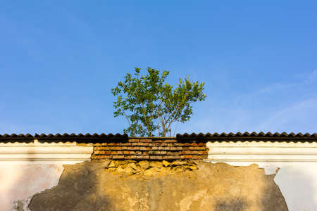 tree grown on the roof of an old buildingの写真素材