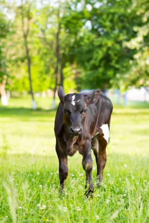 the dairy calf who is grazed on a meadowの写真素材