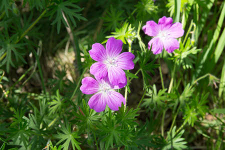 flowers of the forest geranium on a Sunny summer meadowの写真素材