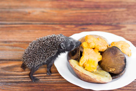 little prickly hedgehog sniffs edible mushrooms in a white ceramic dish closeupの写真素材