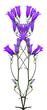 isolated on white background wild flowers bluebellsの写真素材