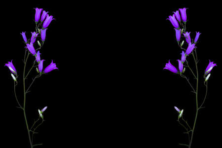 isolated on a black background wildflowers bluebellsの写真素材