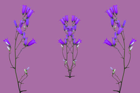 collage isolated on purple background wild flowers bluebellsの写真素材