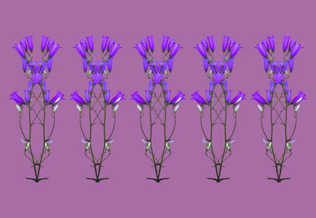 collage ornament isolated on purple background wild flowers of bells arranged in a rowの写真素材