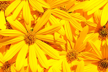 yellow flowers blossoming of artichoke illuminated by sunlight