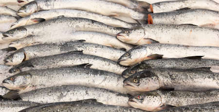 carcasses of fresh red fish salmon stacked in rows and covered with ice, selective focusの写真素材