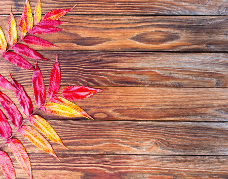 bright autumn leaves on old wooden boards texture