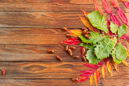 bright red, yellow, green autumn leaves and oak acorns on the old texture of wooden boardsの写真素材