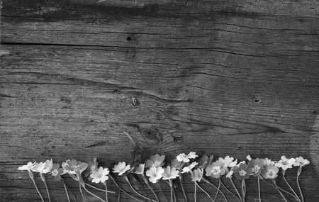 Early spring flowers primula laid out in a row on an old cracked wooden board, in black and white. Free space for text. Copy spaceの写真素材