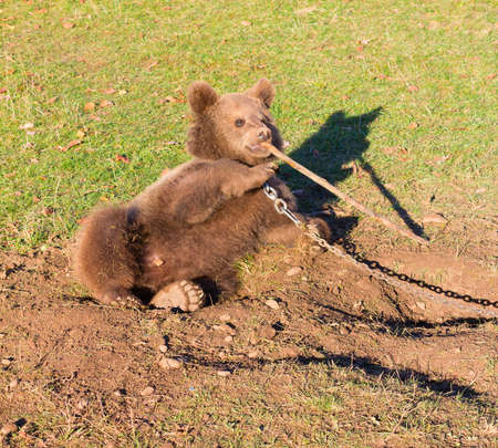 brown circus bear plays with a wooden stick sitting on the chainの写真素材