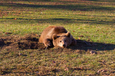 wild brown bear lies on the sunny meadowの写真素材