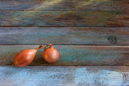 Two heads goldish onions on an old rustic table. Copy space. Top view. Rustic styleの写真素材