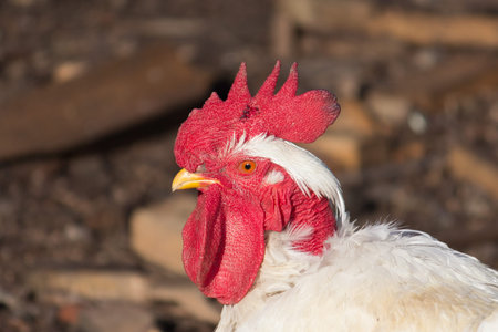 Profile portrait of white rooster Transylvanian. Copy space. Free space for text. Egg meat breeds of...