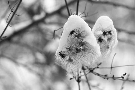 Fluffy seeds of climbing plant (clematis Manchu) sprinkled with white snowの写真素材