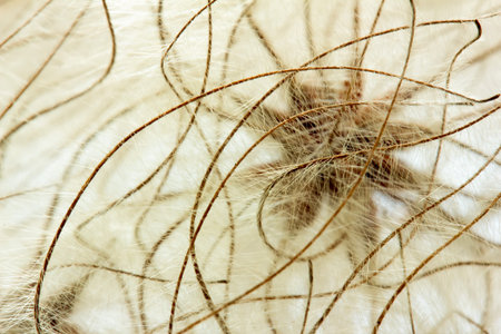 Macro photo of fluffy seeds of the clematis. Selective focus, toned image, shallow depth of field