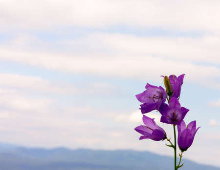 Wildflowers bluebells in the background of cloudy sky. Copy space. Free space for textの写真素材