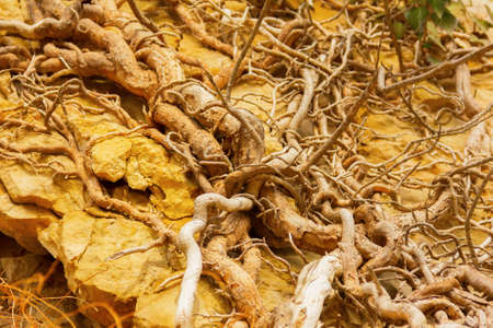 the roots of ivy on the rockの写真素材