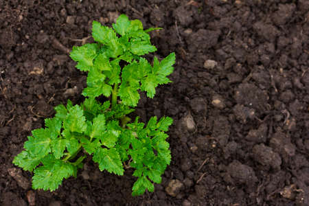 Bush of parsley growing in the ground in the garden in the spring. closeup top view. copy space. Free space for textの写真素材