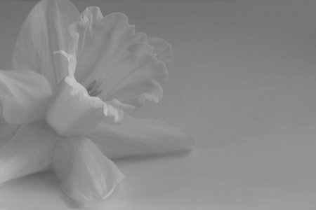 Narcissus flower bud closeup. Shallow depth of field. Sepia. copy space