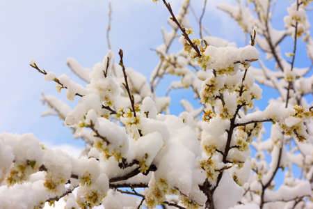 flowering branches of a plum tree covered with snow. selective focus, shallow depth of field. soft focusの写真素材