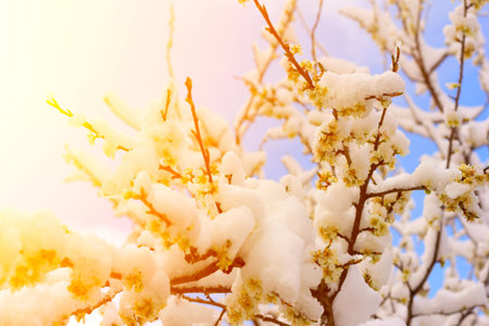 flowering plum tree branches covered with snow in the golden rays of the setting sun. Selective focus, shallow depth of field. soft focusの写真素材