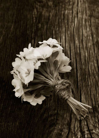 a bunch of primroses tied with string on an old wooden board in the cracks. black and white photoの写真素材