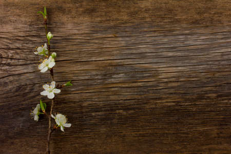 blooming branch of plum tree against the background of an old cracked wooden board. Selective focus. Free space for text. Copy spaceの写真素材