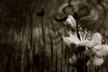 blooming branch of plum tree against the background of an old cracked wooden board. Selective focus, shallow depth of field. Free space for text. Copy space. black white toningの写真素材