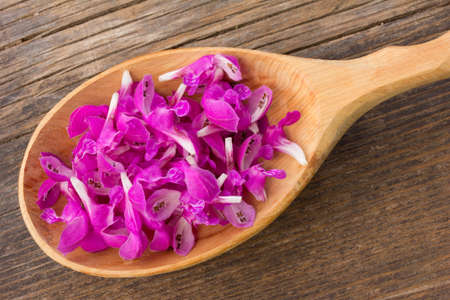 purple flower petals plant (Lamium purpureum) in a wooden spoon on old wooden board in the cracks close up. view from above. aromatherapy, herbal tea, homeopathic medicineの写真素材