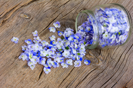 pale blue flower petals rained down from the glass jars on an old wooden board in the cracks. close-up, selective focusの写真素材