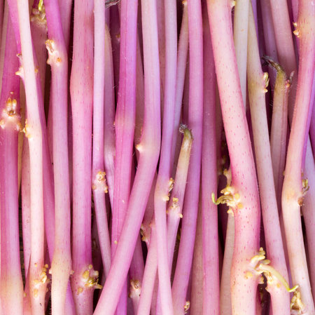 background texture of purple potato sprouts. space for text. square photo