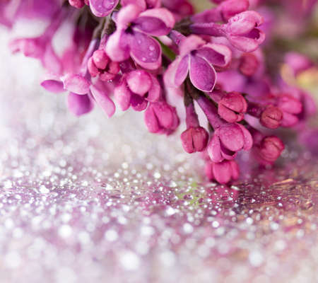 branch of lilac flowers on a silver background with drops of water. shallow depth of field. square photoの写真素材