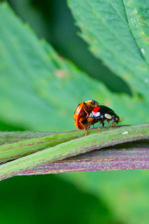 couple of beetles ladybirds mate in the green grass. the concept of sex, love, relationshipの写真素材