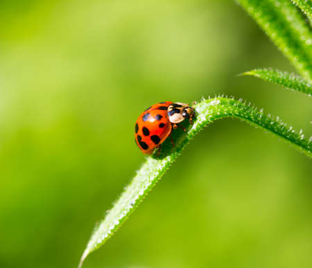 ladybug beetle on a blade of grass on a green backgroundの写真素材