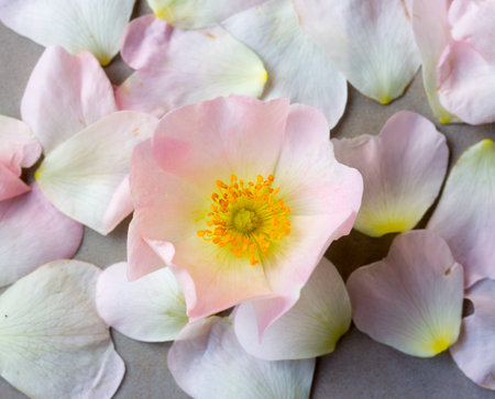 pink wild rose flower against the fallen petals. Flat lay, top view