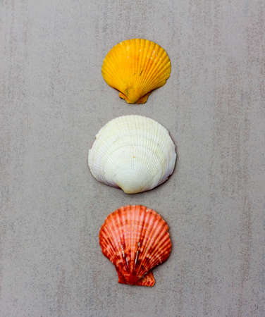 three multi-colored seashells clam mollusc on a gray background closeup, top viewの写真素材