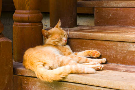 rustic red cat sleeps on a brown wooden stepsの写真素材