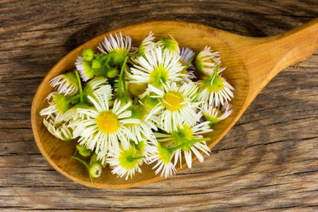 petals of chamomile in wooden spoon on the old board in the cracks. view from above close-up. top view closeupの写真素材