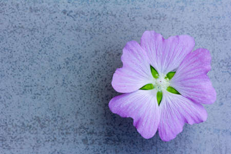 Flower (LAVATERA Thuringian) amethyst color on a blue background with space for textの写真素材