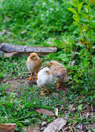 three small chicken farm. shallow depth of fieldの写真素材