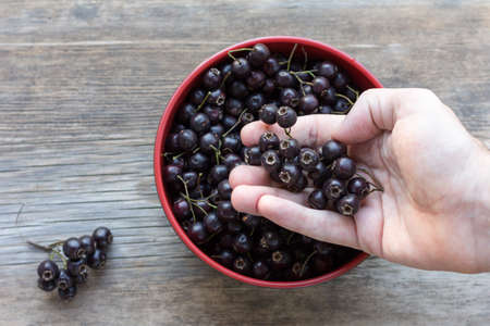 Fresh Berries Of Black Hawthorn (Crataegus nigra) In Male Hands In A Bowl On A Wooden Table Closeup. The View From The Topの写真素材