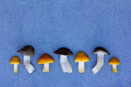 Fresh Wild Mushrooms On A Blue Background Lined In A Row. With Space For Your Text